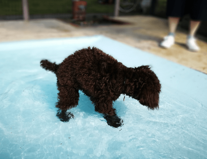 世界の名犬牧場プールに入る犬